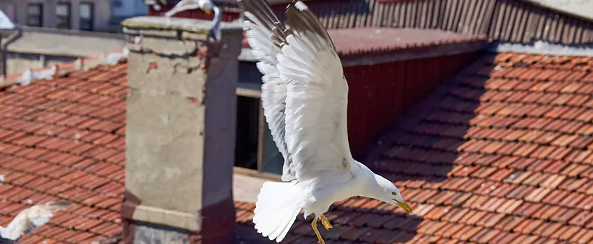 Residential Chimney Animal Removal Solution in Anderson, IN