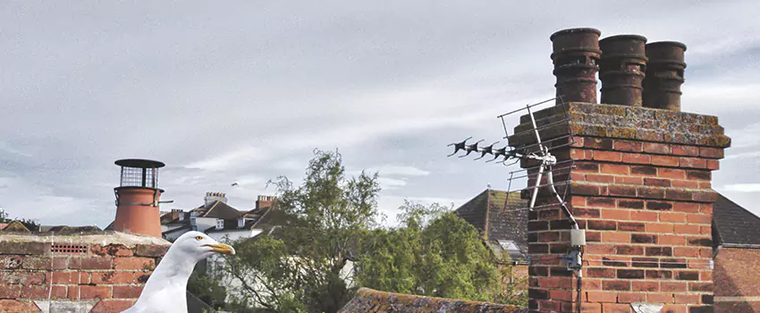 Chimney Cleaning And Restoration in Anderson, Indiana
